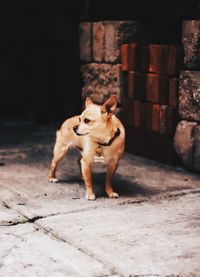 Dog standing on footpath