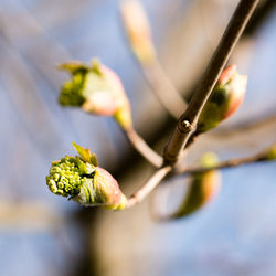 Close-up of flowering plant