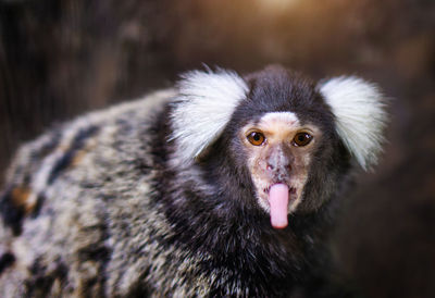 Close-up marmoset on tree in forest