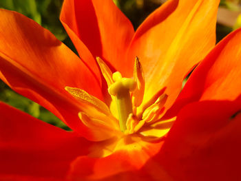 Close-up of red flower