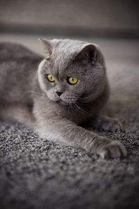 Close-up portrait of a cat