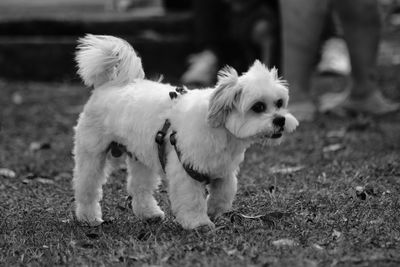 White dog on field