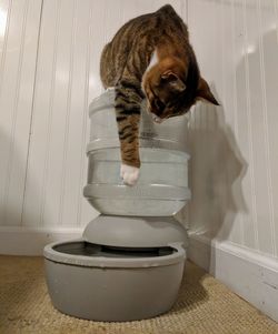 View of a cat in a bathroom