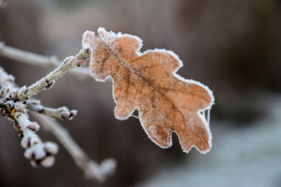 Close-up of plant