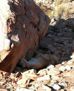 High angle view of rock formation on land