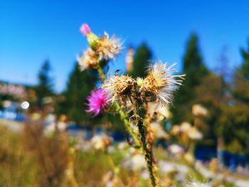 Close-up of purple flowering plant against blue sky