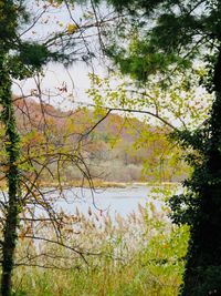 Scenic view of lake by trees in forest against sky