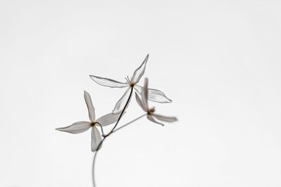 White chinese clematis on white background.