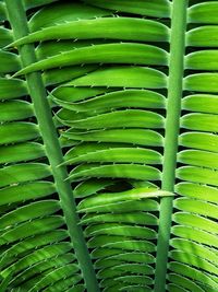 Full frame shot of green leaves