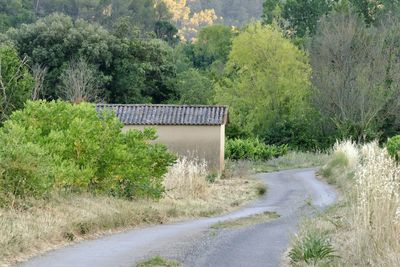 Road by trees against plants