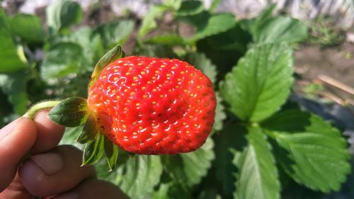 Close-up of hand holding strawberry