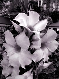 Close-up of a flower