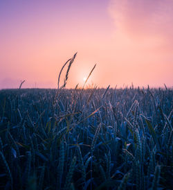 Golden horizons. majestic summer sunrise over countryside wheat field in northern europe