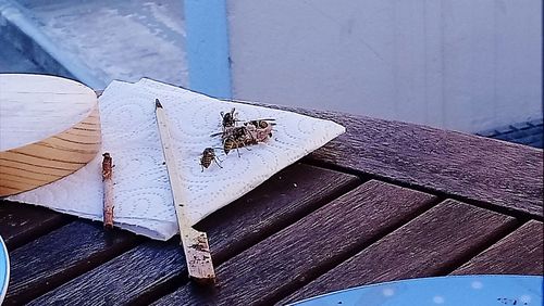 High angle view of insect on wall