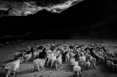 Flock of sheep on landscape