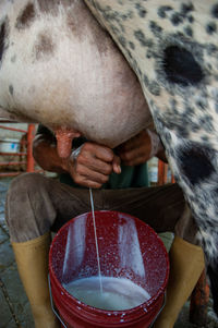Man milking cow