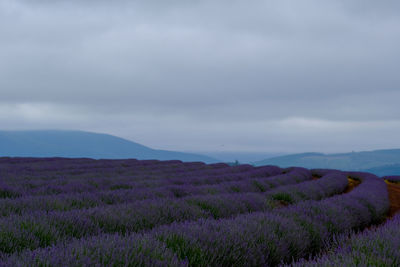 Scenic view of grassy field against cloudy sky