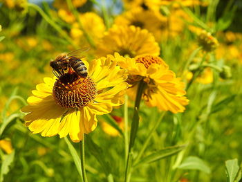 Close-up of bee pollinating on yellow flower