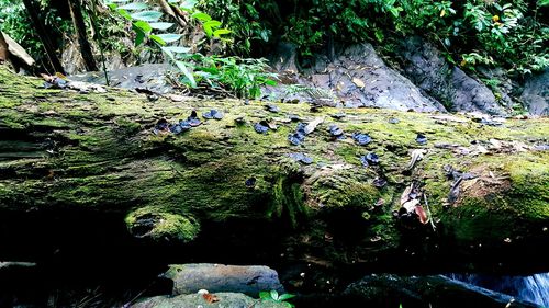 Close-up of birds on rock by trees