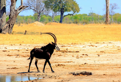 Horse standing in a field