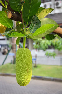 Close-up of lemon hanging from plant