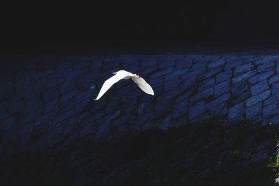 High angle view of seagull flying against wall