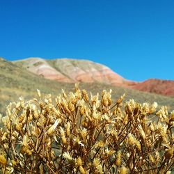 Scenic view of field against clear blue sky