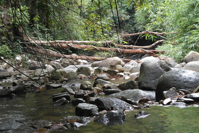 Stream flowing through rocks in forest