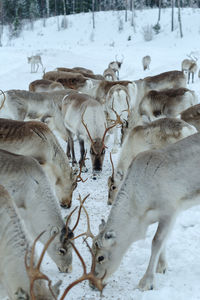 View of reindeer in snow