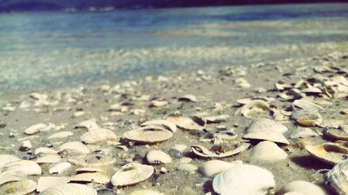 Surface level of pebbles on beach