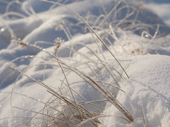 Close-up of frozen plant on field