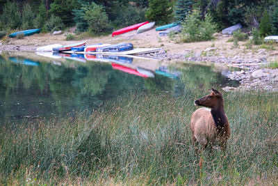 An elk looks off into the distance near a boat launch.