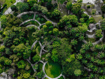 High angle view of plants and trees in garden