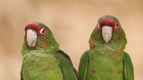 Close-up of bird