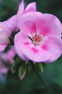 Close-up of pink flower blooming outdoors