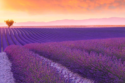 Scenic view of field against cloudy sky during sunset