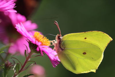 Close-up of butterfly pollinating on pink flower