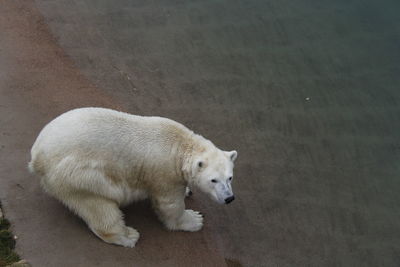 High angle view of a dog