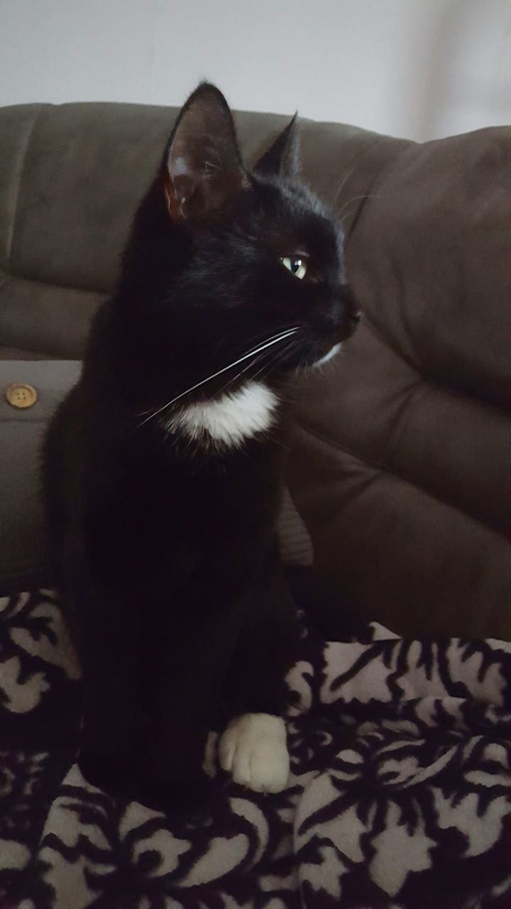 indoors, pets, domestic cat, domestic animals, one animal, cat, animal themes, mammal, relaxation, feline, bed, home interior, sofa, portrait, resting, black color, sitting, looking at camera, whisker, lying down