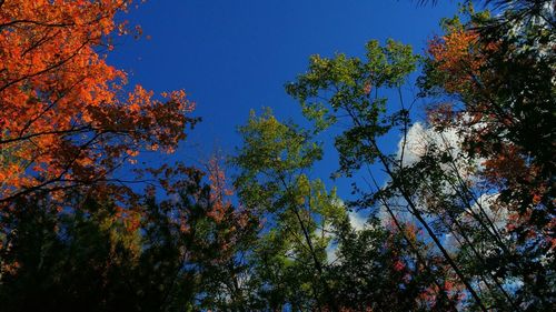 Low angle view of trees against clear blue sky