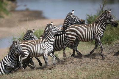 Zebra standing on field