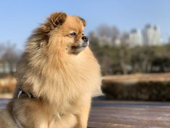 Close-up of a dog looking away