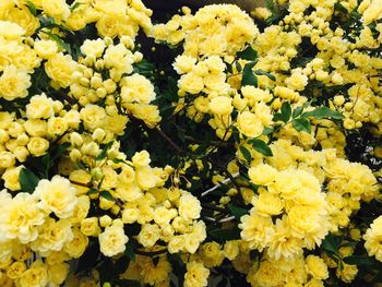 Close-up of yellow flowers blooming outdoors