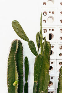 Close-up of leaves on white background