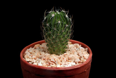 Close-up of potted plant against black background