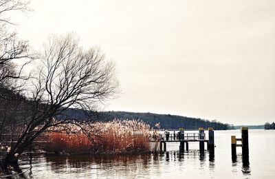 Bare trees by lake