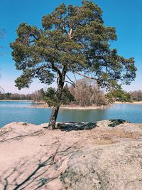 Tree by sea against clear blue sky