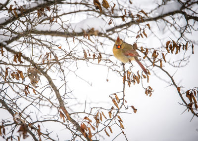 Bird perching on branch