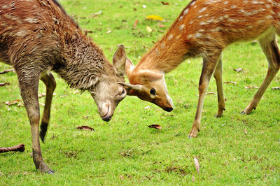 Deer in a field