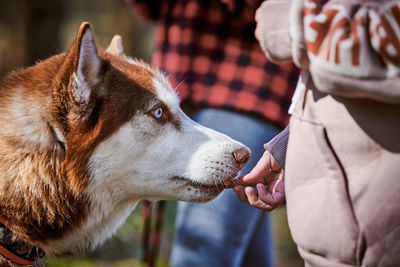 Close-up of dog